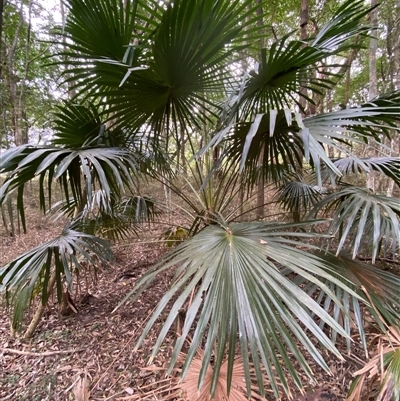 Livistona australis (Australian Cabbage Palm) at Gerroa, NSW - 8 Apr 2025 by RAllen