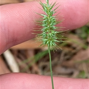 Echinopogon caespitosus at Broulee, NSW - 28 Jan 2025 05:17 PM