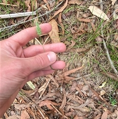 Echinopogon caespitosus at Broulee, NSW - 28 Jan 2025 05:17 PM