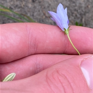 Wahlenbergia littoricola at Broulee, NSW - 28 Jan 2025 05:08 PM