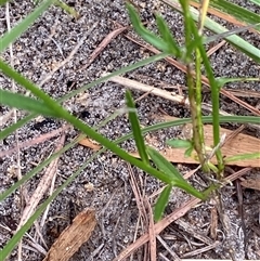 Wahlenbergia littoricola at Broulee, NSW - 28 Jan 2025 05:08 PM