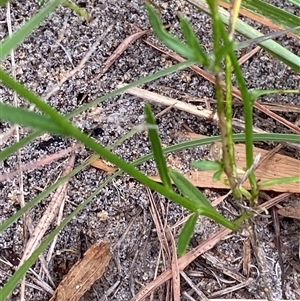 Wahlenbergia littoricola at Broulee, NSW - 28 Jan 2025 05:08 PM