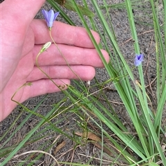 Wahlenbergia littoricola at Broulee, NSW - 28 Jan 2025 05:08 PM