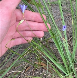 Wahlenbergia littoricola at Broulee, NSW - 28 Jan 2025 05:08 PM