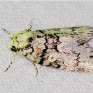 Epicyrtica hippolopha at Bolivia, NSW - suppressed