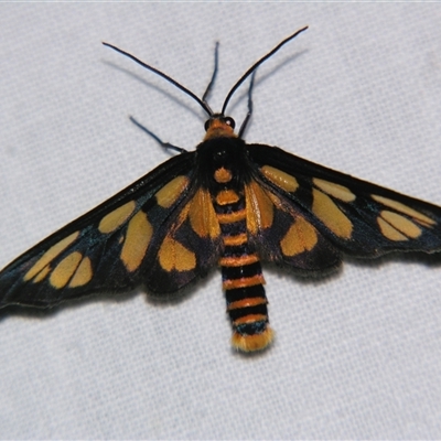 Amata (genus) by PJH123