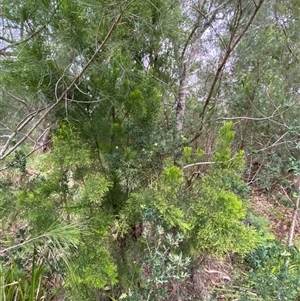 Exocarpos cupressiformis at Broulee, NSW - 28 Jan 2025 05:06 PM