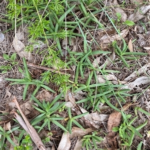Carpobrotus glaucescens at Broulee, NSW - 28 Jan 2025 05:02 PM