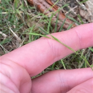 Microlaena stipoides at Broulee, NSW - 28 Jan 2025 05:00 PM