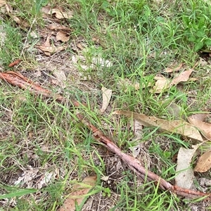 Microlaena stipoides at Broulee, NSW - 28 Jan 2025 05:00 PM