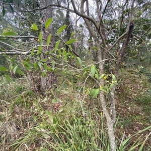Eustrephus latifolius at Broulee, NSW - 28 Jan 2025 05:00 PM