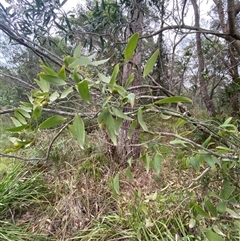 Eustrephus latifolius at Broulee, NSW - 28 Jan 2025 05:00 PM