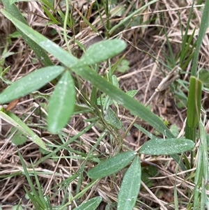 Glycine clandestina at Broulee, NSW - 28 Jan 2025 04:59 PM