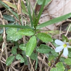 Glycine clandestina at Broulee, NSW - 28 Jan 2025 04:59 PM