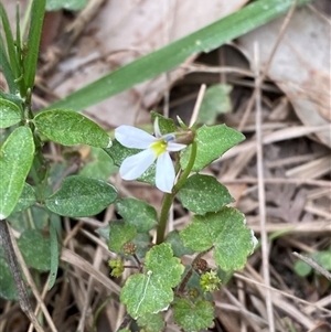 Lobelia purpurascens at Broulee, NSW - 28 Jan 2025 04:59 PM