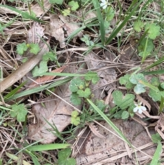 Lobelia purpurascens at Broulee, NSW - 28 Jan 2025 04:59 PM