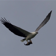 Haliaeetus leucogaster (White-bellied Sea-Eagle) at Lilli Pilli, NSW - 28 Apr 2025 by jb2602