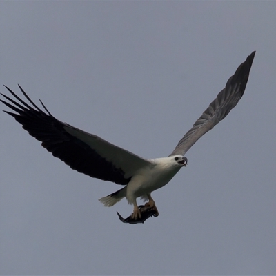 Haliaeetus leucogaster (White-bellied Sea-Eagle) at Lilli Pilli, NSW - 28 Apr 2025 by jb2602