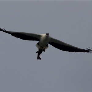 Haliaeetus leucogaster at Lilli Pilli, NSW - suppressed