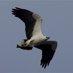 Haliaeetus leucogaster at Lilli Pilli, NSW - suppressed