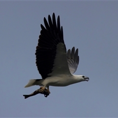 Haliaeetus leucogaster at Lilli Pilli, NSW - suppressed