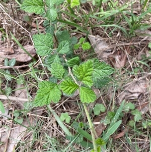 Rubus parvifolius at Broulee, NSW - 28 Jan 2025 04:58 PM