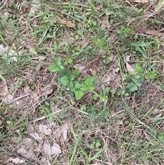 Rubus parvifolius at Broulee, NSW - 28 Jan 2025 04:58 PM