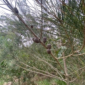 Allocasuarina littoralis at Broulee, NSW - 28 Jan 2025 04:58 PM