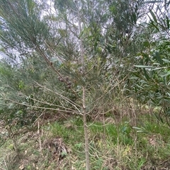 Allocasuarina littoralis at Broulee, NSW - 28 Jan 2025 04:58 PM