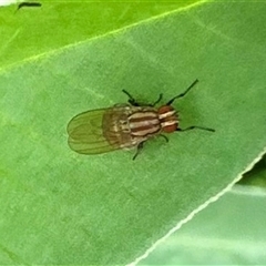Sapromyza brunneovittata (A lauxid fly) by Pirom