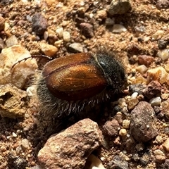 Liparetrus sp. (genus) (Chafer beetle) at Hackett, ACT - 28 Apr 2025 by Pirom
