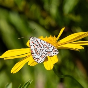 Utetheisa pulchelloides at Penrose, NSW - suppressed