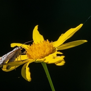 Utetheisa pulchelloides at Penrose, NSW - suppressed