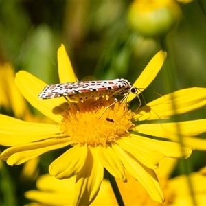 Utetheisa pulchelloides at Penrose, NSW - suppressed