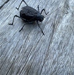 Acripeza reticulata at Martinsville, NSW - 19 Apr 2025 03:38 PM