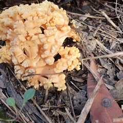 Ramaria sp. (genus) at Penrose, NSW - suppressed