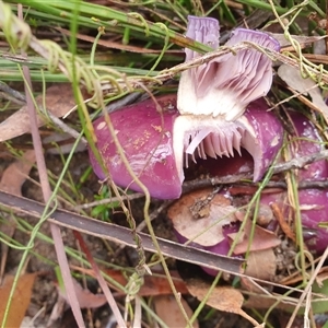 Cortinarius archeri s.l. at Penrose, NSW - suppressed