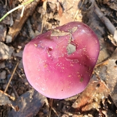 Cortinarius archeri s.l. at Penrose, NSW - suppressed
