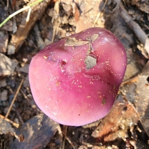 Cortinarius archeri s.l. at Penrose, NSW - suppressed