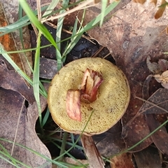 Bolete sp. at Penrose, NSW - suppressed