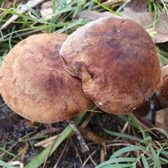 Bolete sp. at Penrose, NSW - suppressed