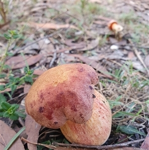 Bolete sp. at Penrose, NSW - suppressed