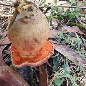 Bolete sp. at Penrose, NSW - suppressed
