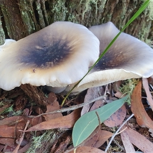 Omphalotus nidiformis at Penrose, NSW - suppressed