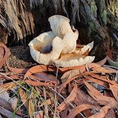 Omphalotus nidiformis at Penrose, NSW - suppressed
