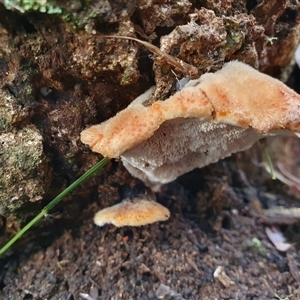Postia pelliculosa at Penrose, NSW - suppressed
