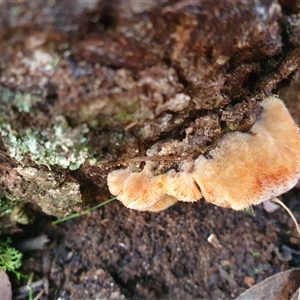 Postia pelliculosa at Penrose, NSW - suppressed