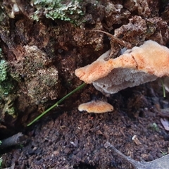 Postia pelliculosa at Penrose, NSW - suppressed