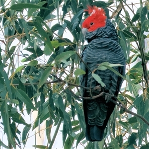Callocephalon fimbriatum at Wodonga, VIC - suppressed