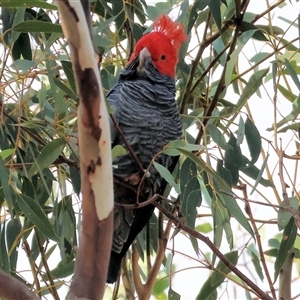 Callocephalon fimbriatum at Wodonga, VIC - suppressed